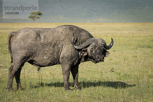 Einsamer männlicher Kapbüffel (Syncerus caffer) in der Masai Mara  Kenia  Ostafrika  Afrika
