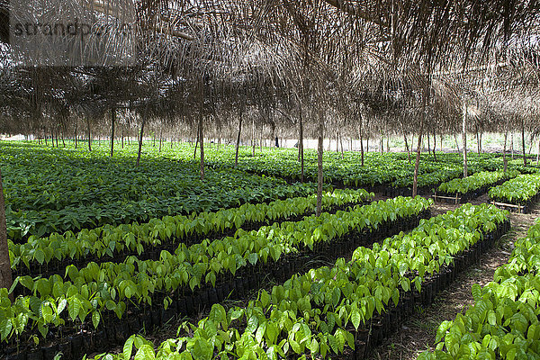 Kleine Kakaobäume in einer Kakaobaumschule in Ghana  Westafrika  Afrika