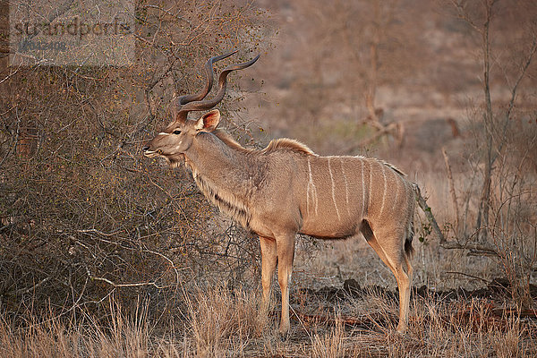 Großer Kudu (Tragelaphus strepsiceros) Bulle  Krüger-Nationalpark  Südafrika  Afrika