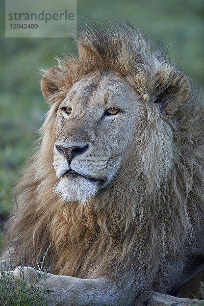 Löwe (Panthera leo)  Ngorongoro-Krater  Tansania  Ostafrika  Afrika