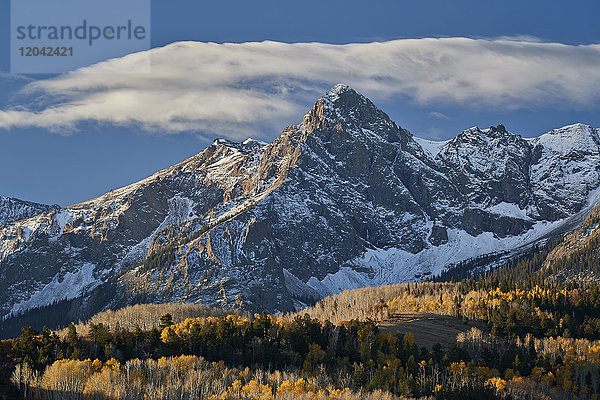 Wolcott Mountain im Herbst mit gelben und kahlen Espen  Uncompahgre National Forest  Colorado  Vereinigte Staaten von Amerika  Nordamerika