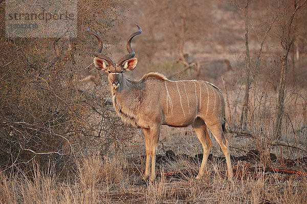 Großer Kudu (Tragelaphus strepsiceros) Bulle  Krüger-Nationalpark  Südafrika  Afrika