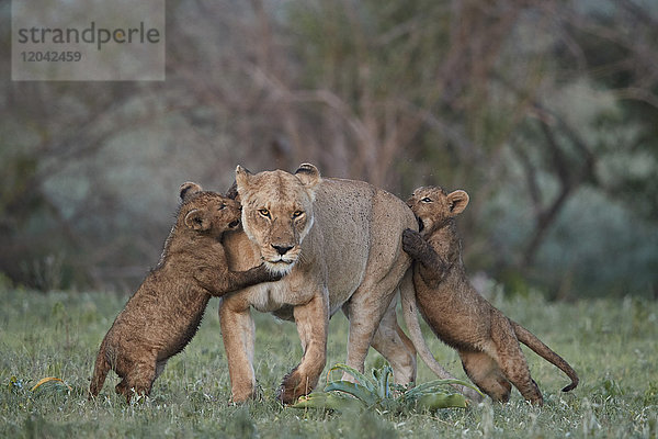 Löwe (Panthera leo)  zwei Jungtiere spielen mit ihrer Mutter  Ngorongoro-Krater  Tansania  Ostafrika  Afrika