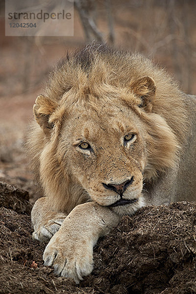 Löwe (Panthera leo)  Kruger National Park  Südafrika  Afrika