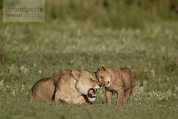 Löwenjunges (Panthera leo)  das sich an seiner Mutter reibt  Ngorongoro-Krater  Tansania  Ostafrika  Afrika