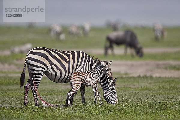 Gewöhnliches Zebra (Steppenzebra) (Burchell's zebra) (Equus burchelli) Stute und frisch geborenes Fohlen  Ngorongoro-Krater  Tansania  Ostafrika  Afrika