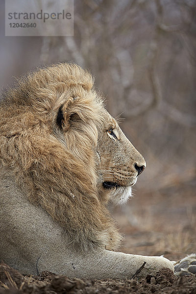 Löwe (Panthera leo)  Kruger National Park  Südafrika  Afrika