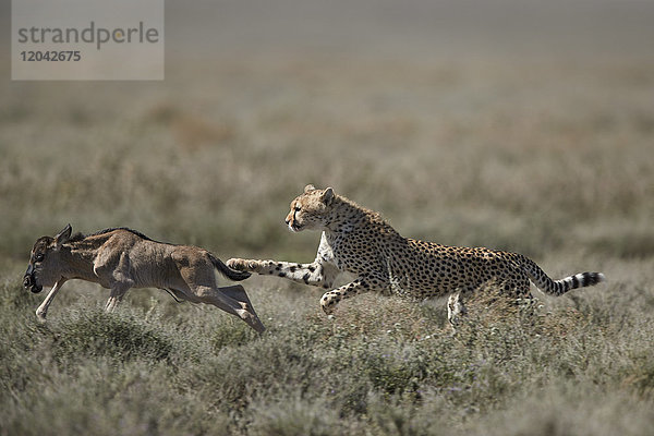 Gepard (Acinonyx jubatus) beim Erlegen eines Gnu-Babys (Connochaetes taurinus)  Ngorongoro Conservation Area  Tansania  Ostafrika  Afrika