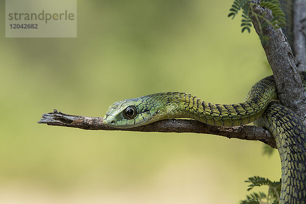 Boomslang (Baumschlange) (Dispholidus typus)  Hoedspruit  Großer Krüger  Südafrika  Afrika