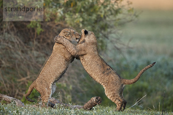 Zwei spielende Löwenjunge (Panthera leo)  Ngorongoro-Krater  Tansania  Ostafrika  Afrika