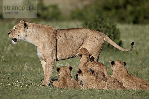 Löwenjunge (Panthera leo) und ihre Mutter  Ngorongoro-Krater  Tansania  Ostafrika  Afrika