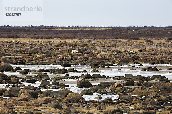 Wachsamer Eisbär (Ursus maritimus) an der felsigen  subarktischen Küste der Hudson Bay nördlich von Churchill in Manitoba  Kanada  Nordamerika