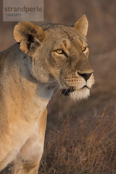 Löwin (Panthera Leo) des Lemek-Rudels in der Lemek Conservancy  Masai Mara  Kenia  Ostafrika  Afrika