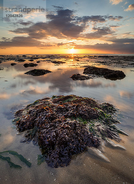 Blick auf Sandstrand und algenbewachsene Felsen bei Sonnenuntergang  Reculver  Kent  England  Vereinigtes Königreich  Europa