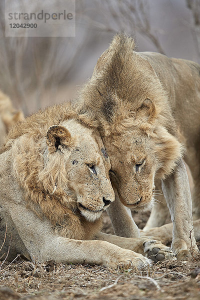 Zwei Löwen (Panthera leo)  die sich gegenseitig begrüßen  Krüger-Nationalpark  Südafrika  Afrika