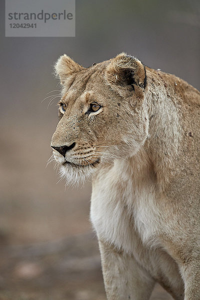 Löwin (Panthera leo)  Kruger National Park  Südafrika  Afrika