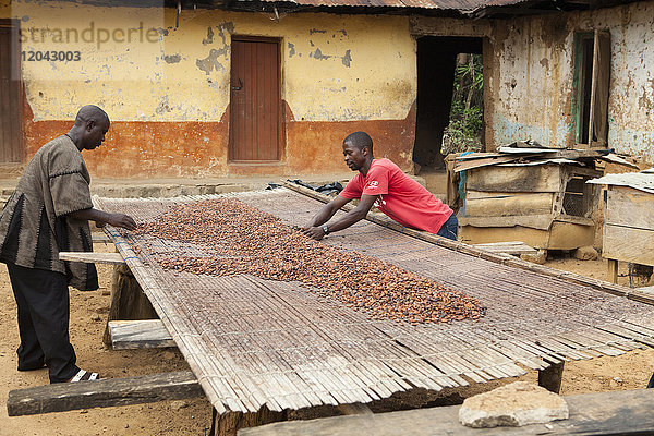 Zwei Kakaobauern legen ihre Kakaobohnen auf Bambusmatten zum Trocknen in der Sonne aus  Ghana  Westafrika  Afrika