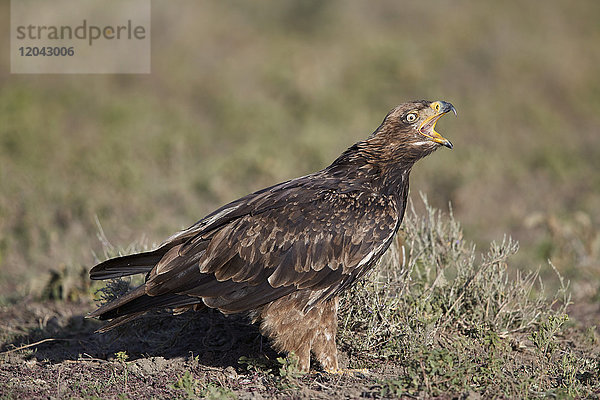 Rufender Steinadler (Aquila rapax)  Ngorongoro-Schutzgebiet  Tansania  Ostafrika  Afrika