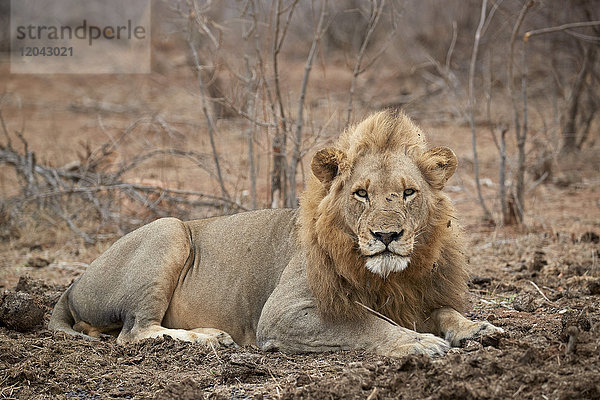 Löwe (Panthera leo)  Kruger National Park  Südafrika  Afrika