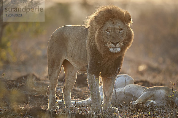 Löwe (Panthera leo)  Kruger National Park  Südafrika  Afrika