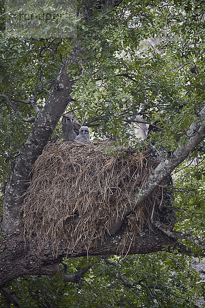 Ausgewachsener Verreaux-Uhu (Bubo lacteus) und Küken auf ihrem Nest  Krüger-Nationalpark  Südafrika  Afrika