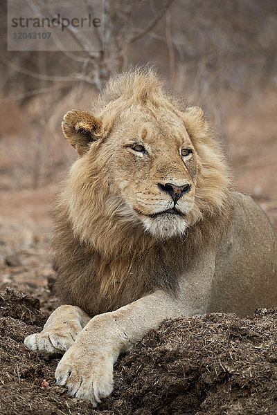 Löwe (Panthera leo)  Kruger National Park  Südafrika  Afrika