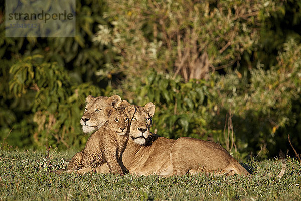 Zwei Löwinnen (Panthera leo) und ein Junges  Ngorongoro-Krater  Tansania  Ostafrika  Afrika