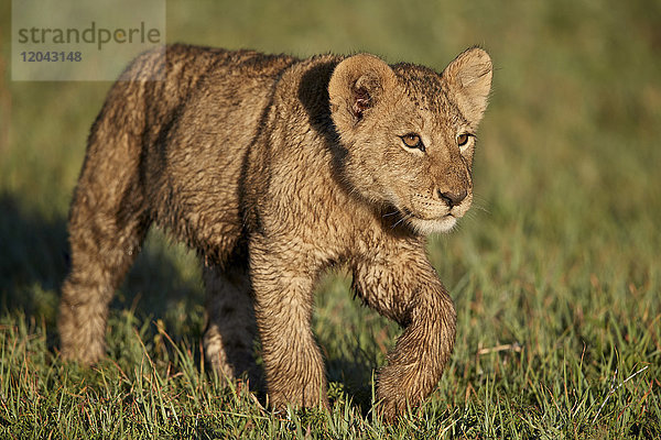 Löwenbaby (Panthera leo)  Ngorongoro-Krater  Tansania  Ostafrika  Afrika