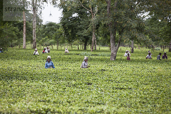 Teegarten in Dibrugarh  Assam  Indien  Asien