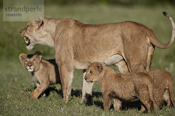 Löwenjunge (Panthera leo) und ihre Mutter  Ngorongoro-Krater  Tansania  Ostafrika  Afrika
