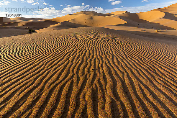 Weitwinkelansicht der Wellen und Dünen des Erg Chebbi Sandmeeres  Teil der Sahara-Wüste bei Merzouga  Marokko  Nordafrika  Afrika