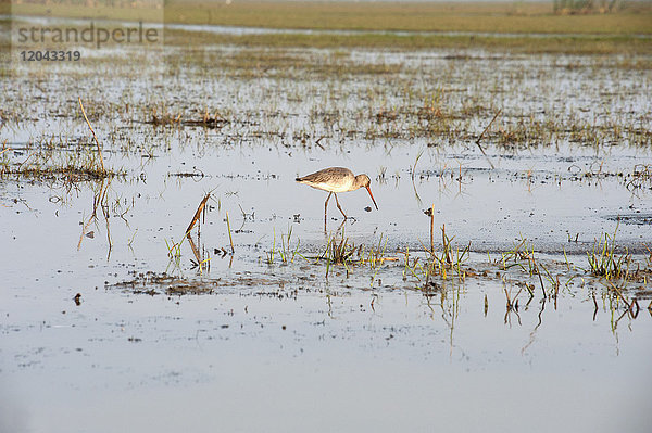 Uferschnepfe beim Fressen im flachen Wasser am Rande des Cilika-Sees  Odisha  Indien  Asien