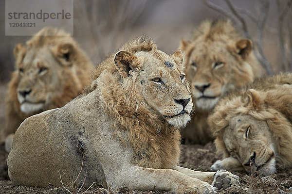 Vier männliche Löwen (Panthera leo)  Kruger National Park  Südafrika  Afrika