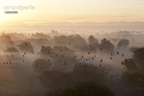 Ein Vogelschwarm fliegt über einer stimmungsvollen  nebligen Morgenlandschaft mit Bäumen und Hügeln um Samode  Rajasthan  Indien  Asien