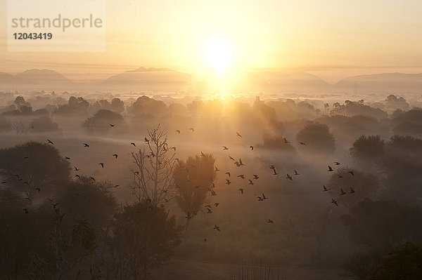 Ein Vogelschwarm fliegt über eine stimmungsvolle  neblige Morgenlandschaft mit Bäumen und Hügeln bei Sonnenaufgang  Samode  Rajasthan  Indien  Asien