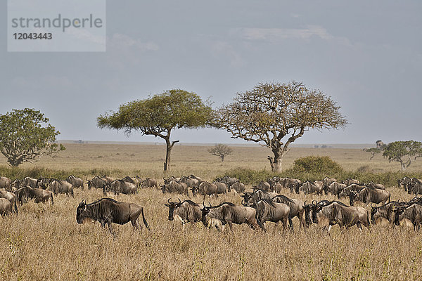 Wanderung des Streifengnus (Connochaetes taurinus)  Serengeti-Nationalpark  Tansania  Ostafrika  Afrika