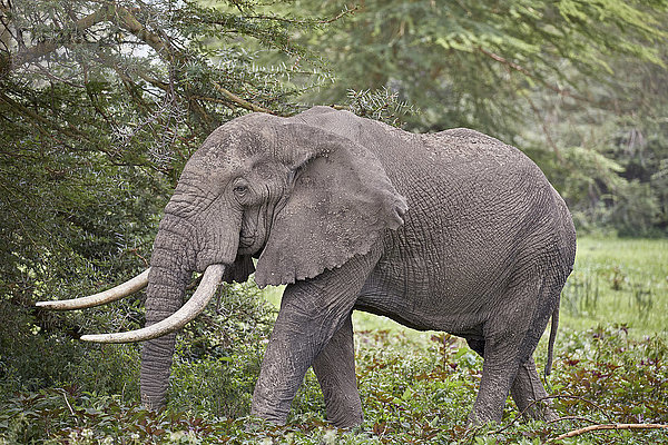 Afrikanischer Elefant (Loxodonta africana)  Ngorongoro-Krater  Tansania  Ostafrika  Afrika