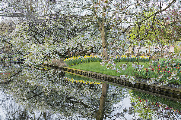 Baum  Wasserkanal und Blumen in den Keukenhof-Gärten  Lisse  Provinz Südholland  Niederlande  Europa
