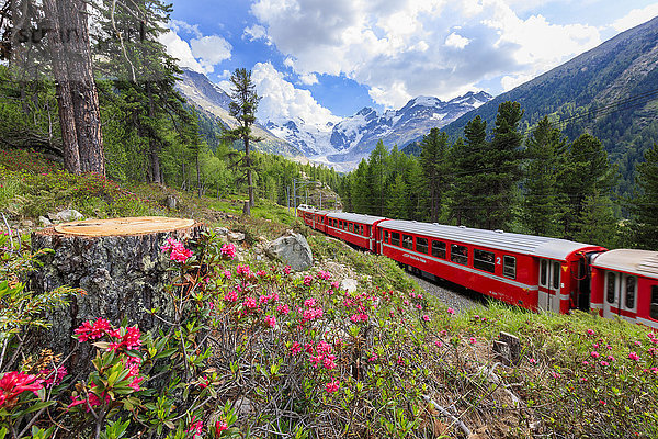 Bernina Express Zug umgeben von Rhododendren  Morteratsch  Engadin  Kanton Graubünden  Schweiz  Europa