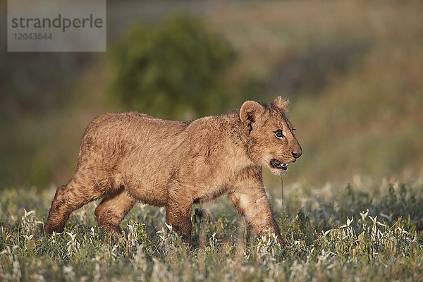 Löwenbaby (Panthera leo)  Ngorongoro-Krater  Tansania  Ostafrika  Afrika