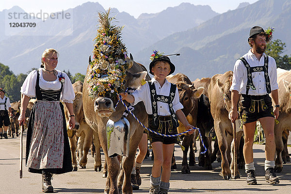 Viehscheid  der jährliche Almabtrieb  Schöllang  Allgau  Bayern  Deutschland  Europa