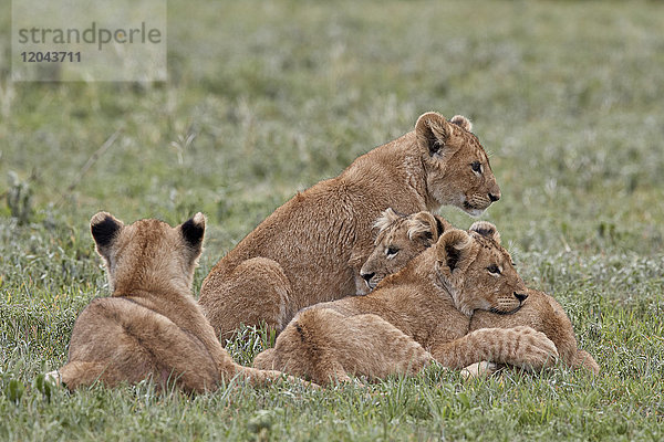 Vier Löwenbabys (Panthera leo)  Ngorongoro-Krater  Tansania  Ostafrika  Afrika