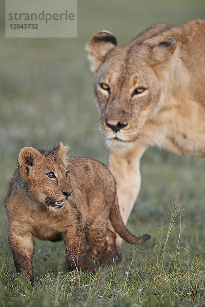 Löwenbaby (Panthera leo) und seine Mutter  Ngorongoro-Krater  Tansania  Ostafrika  Afrika
