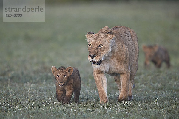 Zwei Löwenjunge (Panthera leo) und ihre Mutter  Ngorongoro-Krater  Tansania  Ostafrika  Afrika