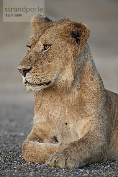 Junger männlicher Löwe (Panthera leo)  Serengeti-Nationalpark  Tansania  Ostafrika  Afrika