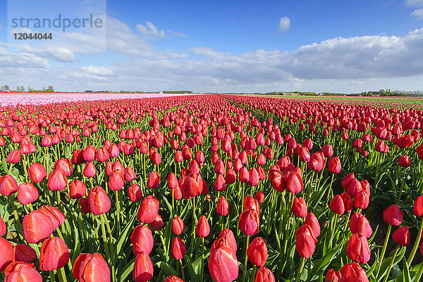 Rote Tulpen im Feld  Yersekendam  Provinz Zeeland  Niederlande  Europa