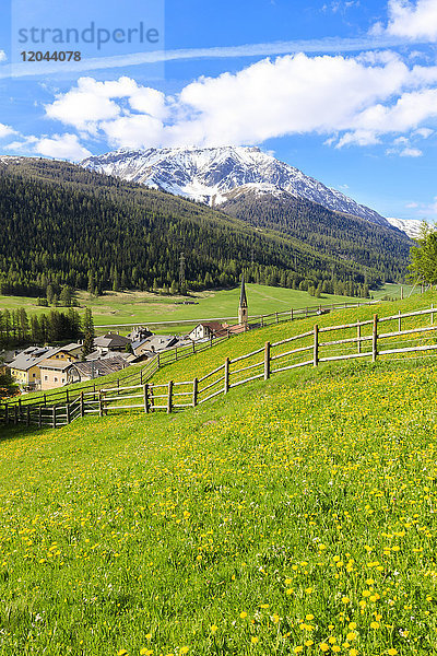 Alpendorf S-chanf umgeben von grünen Wiesen im Frühling  Kanton Graubünden  Region Maloja  Schweiz  Europa