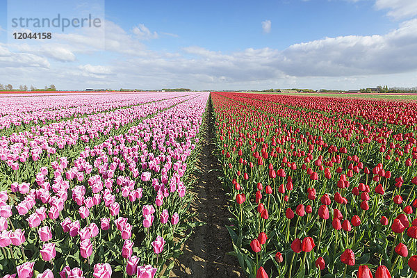Rosa und rote Tulpen in einem großen Feld  Yersekendam  Provinz Zeeland  Niederlande  Europa