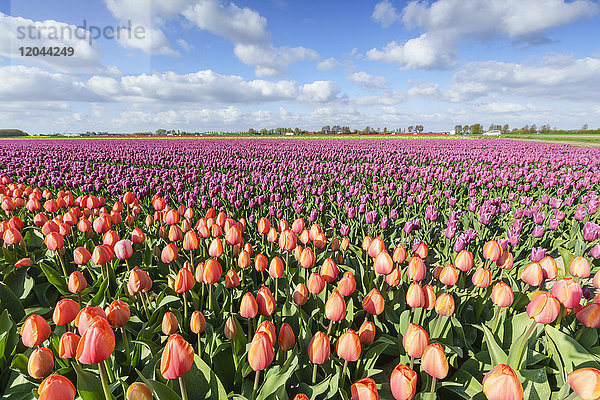 Orangefarbene und rosa Tulpen in einem Feld  Yersekendam  Provinz Zeeland  Niederlande  Europa
