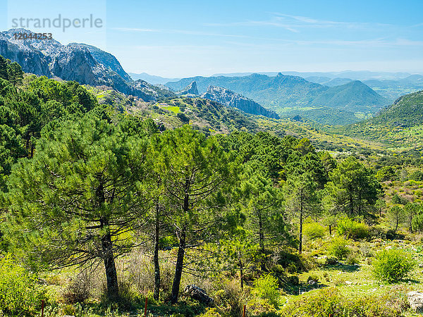 Sierra de Grazalema  Andalusien  Spanien  Europa